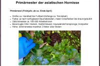 Asiatische Hoornisse