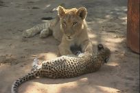 Wilde Tiere ganz zahm